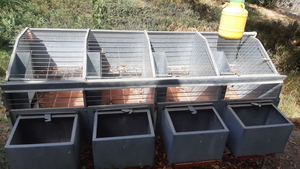 Quyon boqish uchun,quyon ini