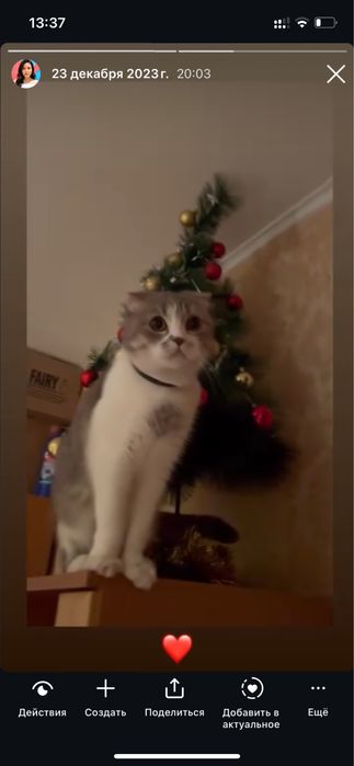 Отдам Вислоухую Шотландскую кошку