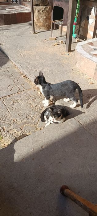 Отдам хорошие руки