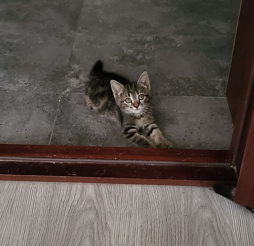 Отдам даром котят