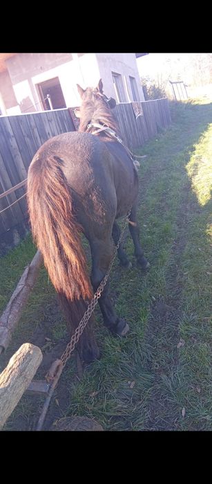 De vânzare cal castrat merge pe 9ani 4500 neg