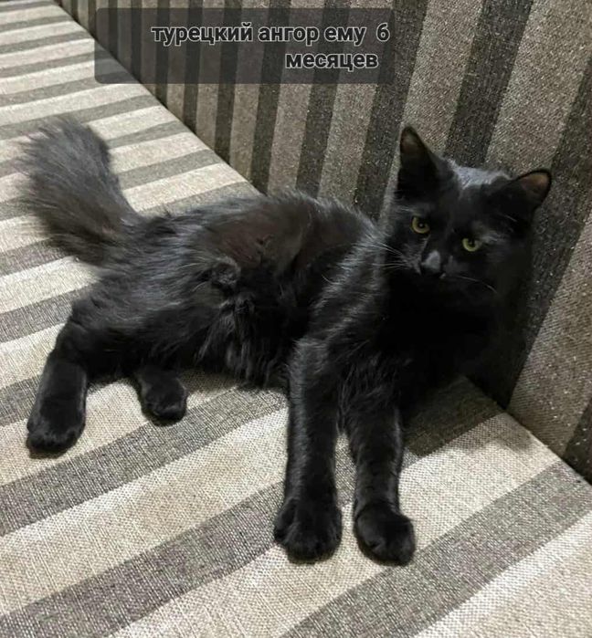 Отдам породистых котят в добрые руки,котятам по пять месяцев.бесплатно