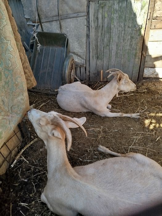 Продам молочных коз
