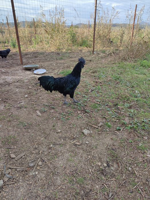 Vând 2 cocoș Ayam Cemani