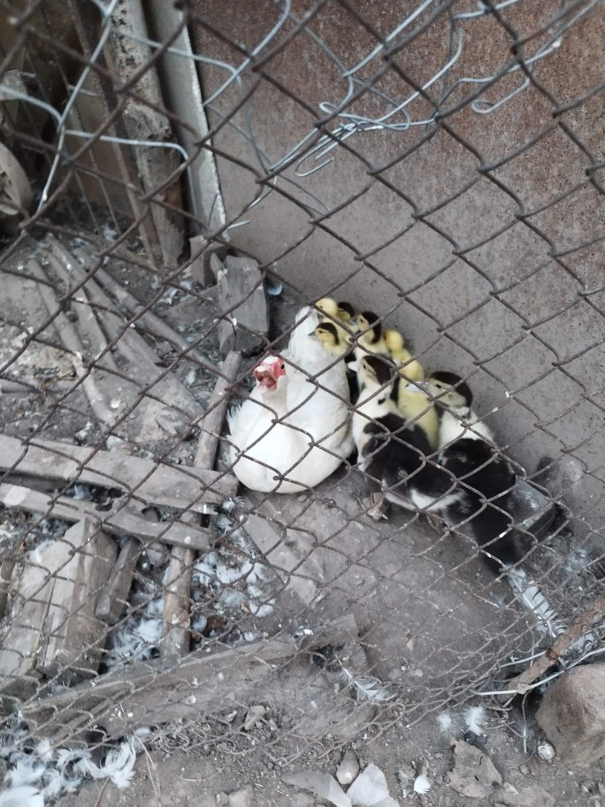 Продавам  патици