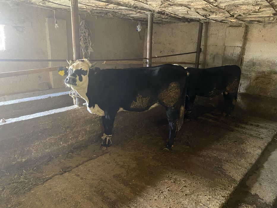 Бука сатылад бурный жакта хабарласындар 1 бас согым