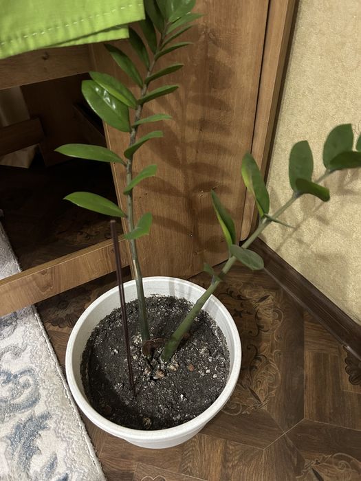 Замиакулькас -долларовое дерево, цена 3000