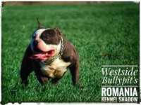 Mascull American bully
