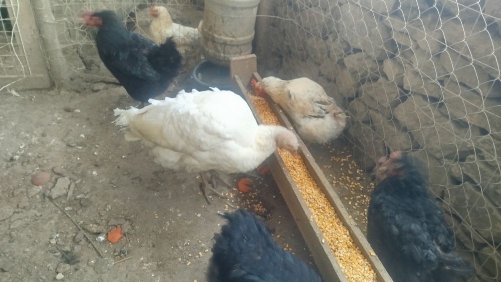 Пуйки пуяка стадо