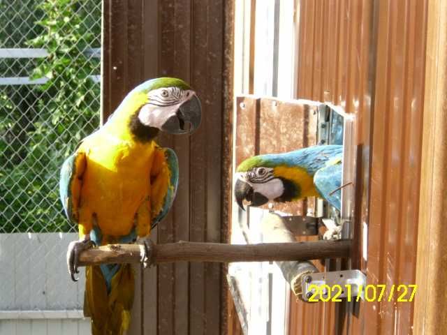 papagali mai multe feluri