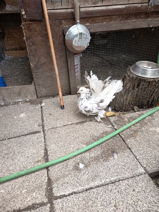 Vând porumbei  frumosi