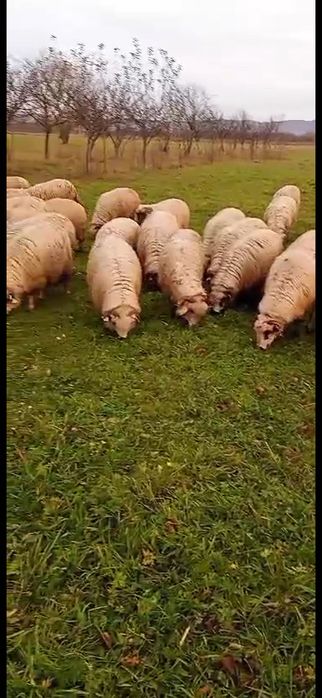 Vând oi tinere în Sighet