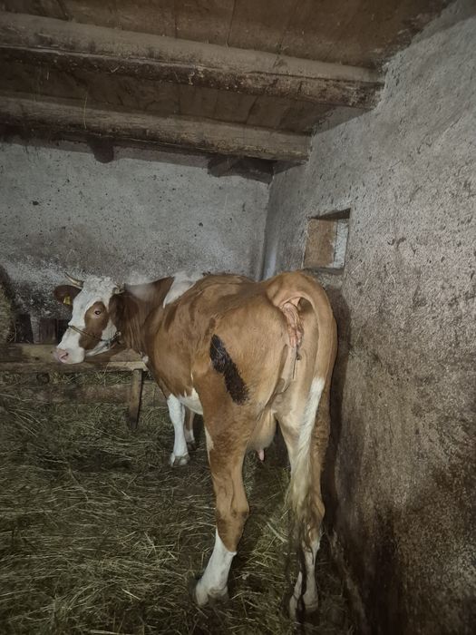 Vand vaca balțata romanesca