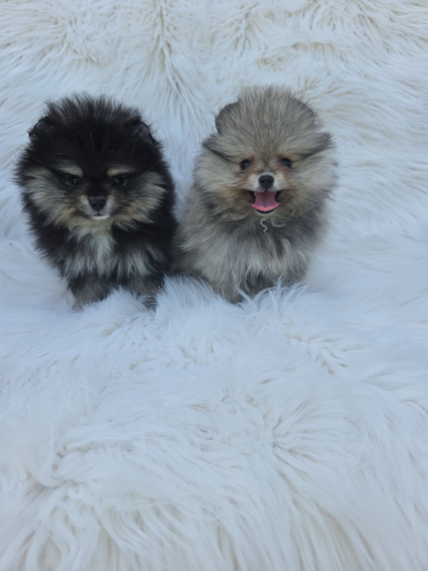 Померан мини /Mini pomeranian/ момичета
