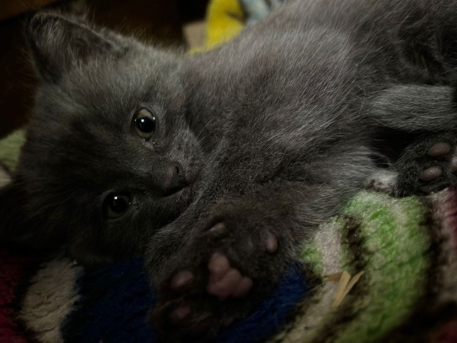 Котенок  девочка