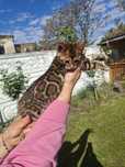 Pui Bengal - Felisa Internationala Lady Daiana