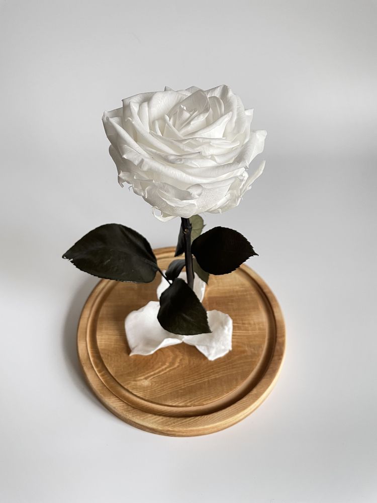 Вечная роза в колбе 27 см белая. Подарок на 8 марта. Подарок маме
