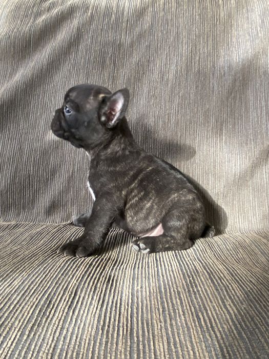 Buldog Francez Mascul – 7 săptămâni