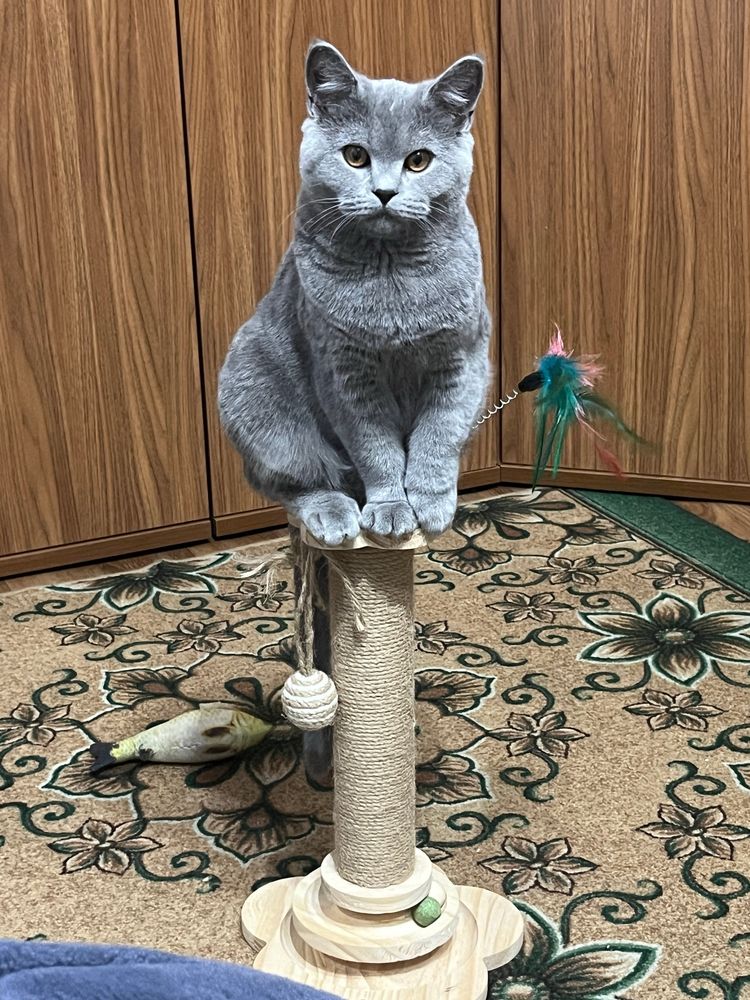 Добрый и игривый кот , ходит строго в лоток