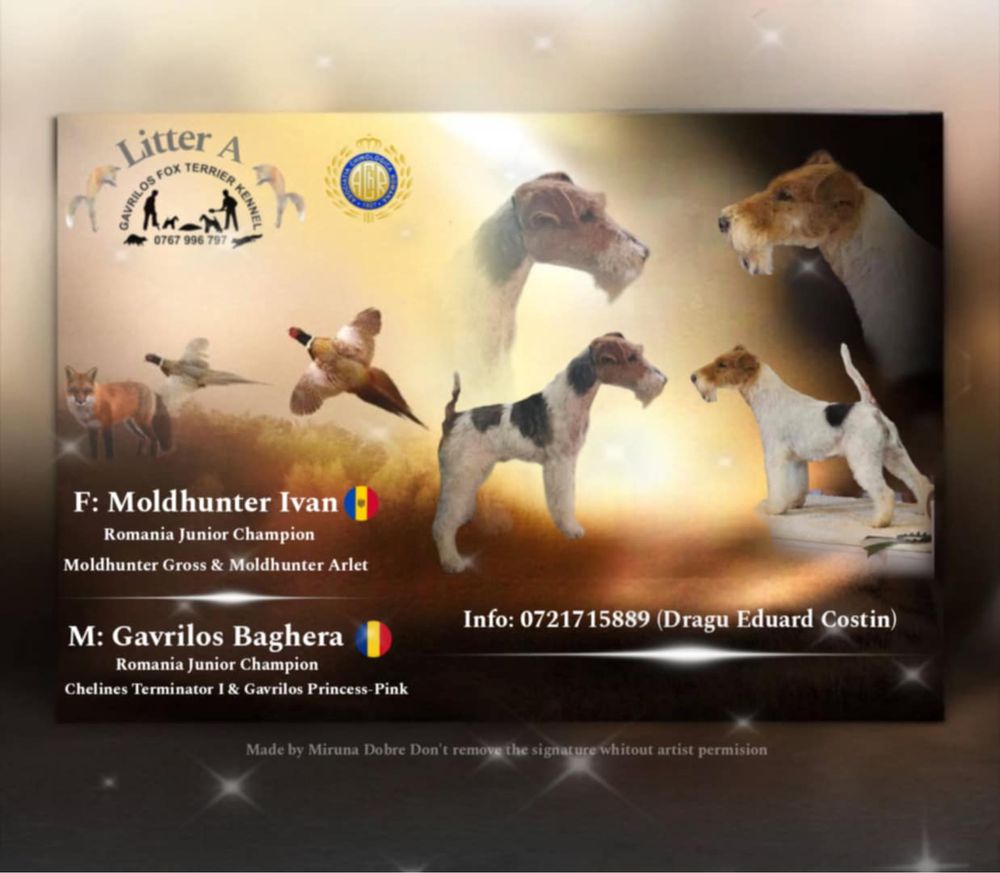 Mascul foxterrier