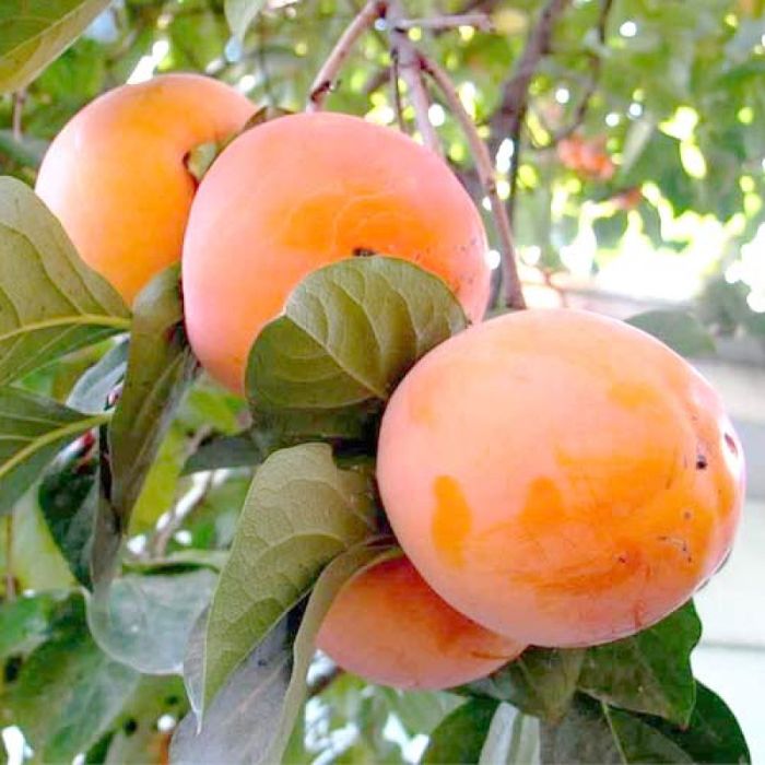 Oferta Kaki soiuri speciale