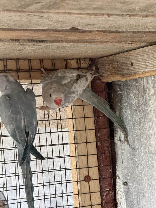 Pui papagali micul alexandru