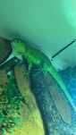 Vand Iguana Verde