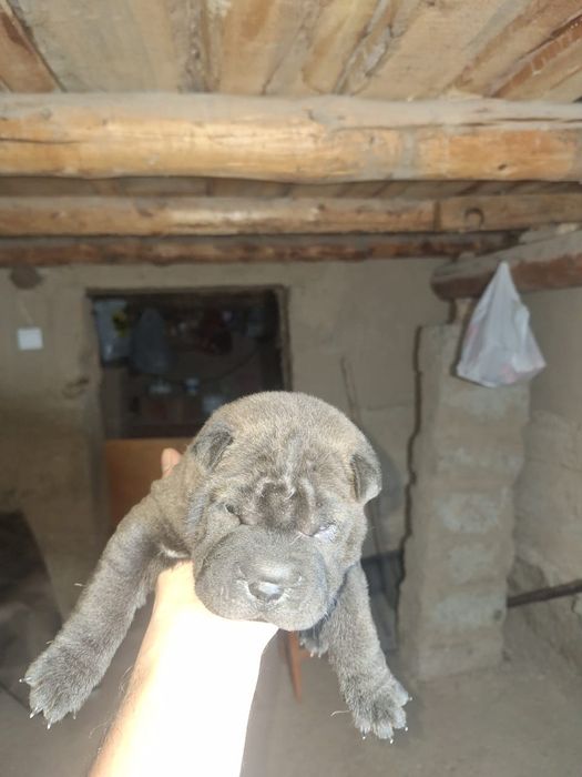 Продаются чистокровные щенки шарпей