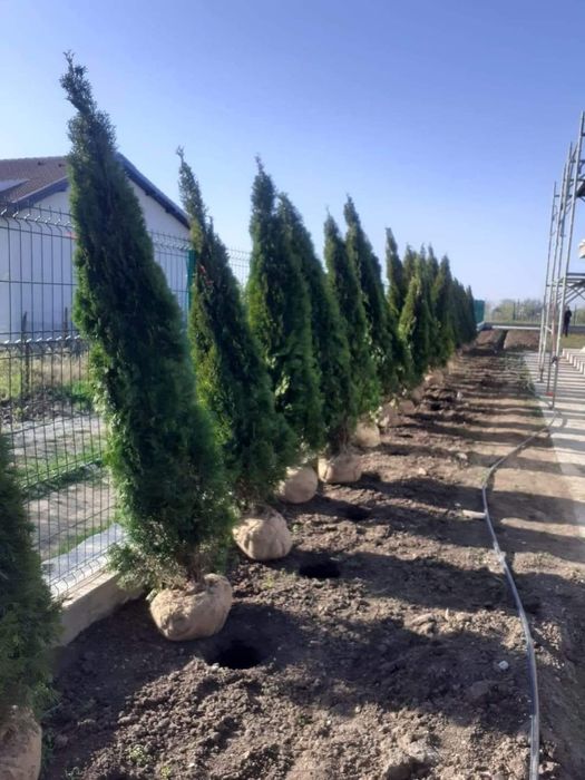 Leylandi cupressus, Livrare gratuita oriunde în Țară