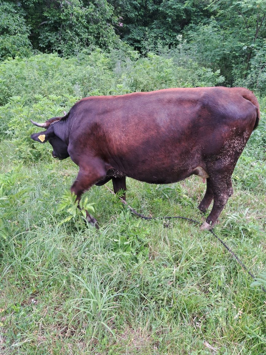 De vanzare vaca si junca