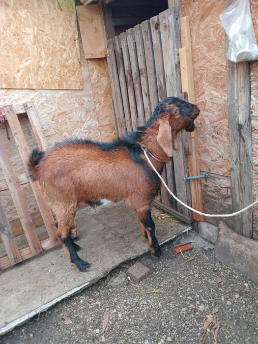 Țap de vânzare = schimba locatia
