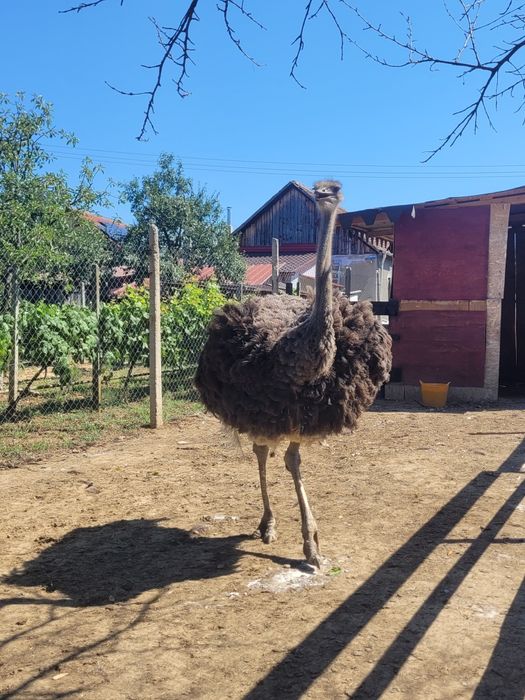 De vânzare o femele de struț