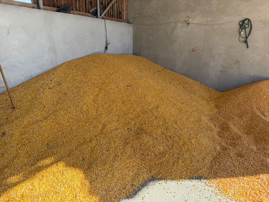 Porumb de vânzare 2025