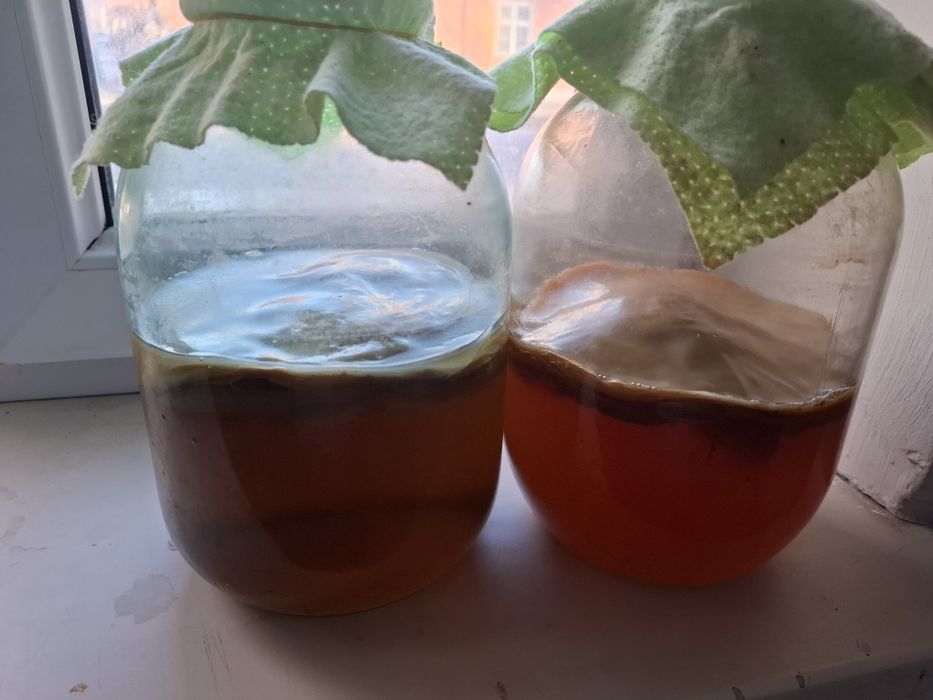 Продам чайный гриб