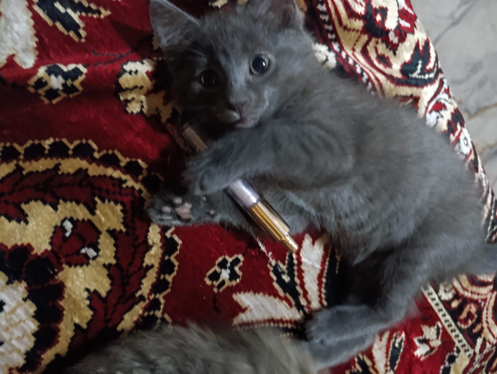 Отдам в хорошие руки котят