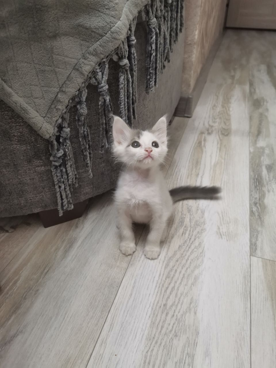 Котята домашние маленькие