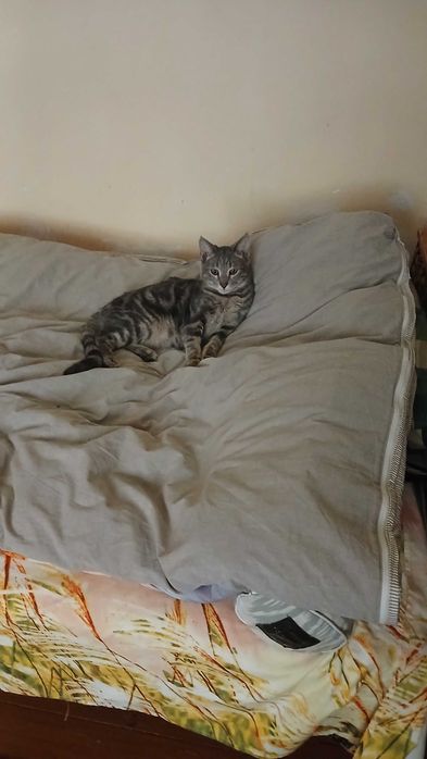 Котенок бесплатно мальчики