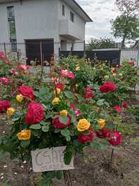 Trandafiri pomișori tricolori,bicolori 100-150lei.