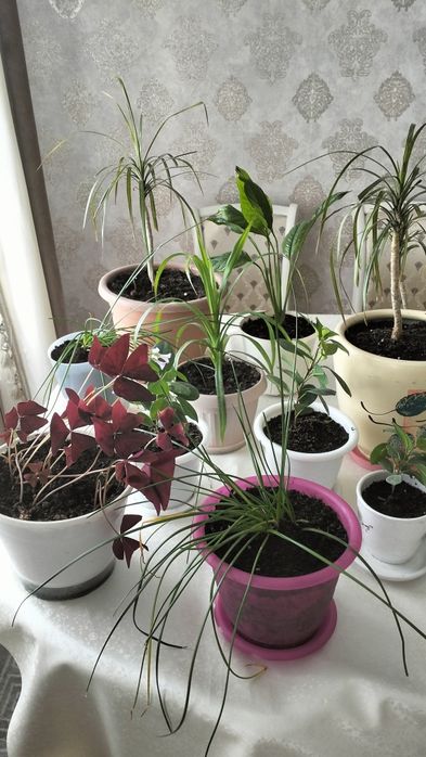 Продам 15шт комнатных растений