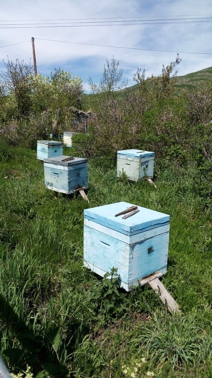 Продам пчёл, вместе с ульями