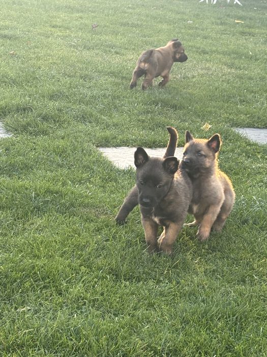 Ciobanesc Belgian Malinois
