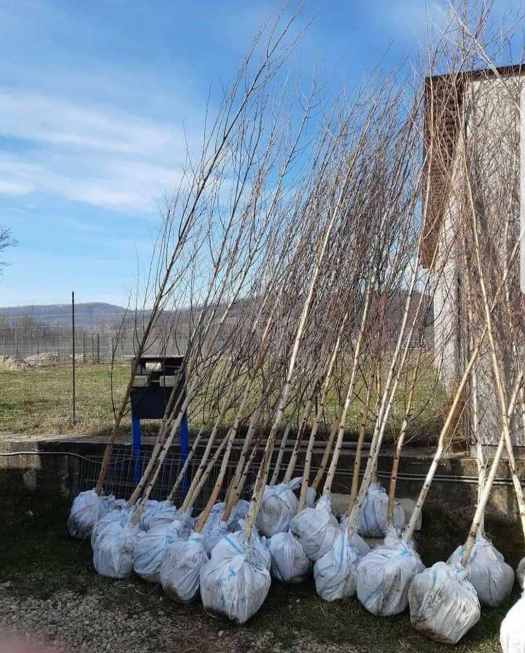 Mesteacan Alb Betula Alba Magnolia grandiflora