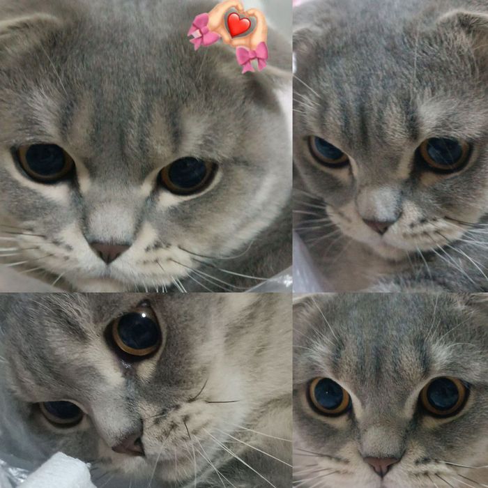 Продаётся Кот Барсик. Скоттиш Фолд