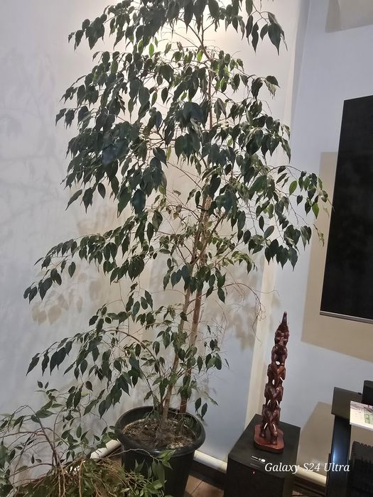 Фикус Бенджамина