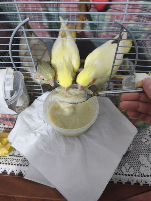 Dv puii de ninfă blînzi și jucăuși