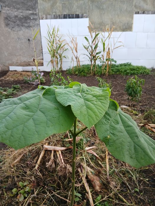 Pomi paulownia de 1 an