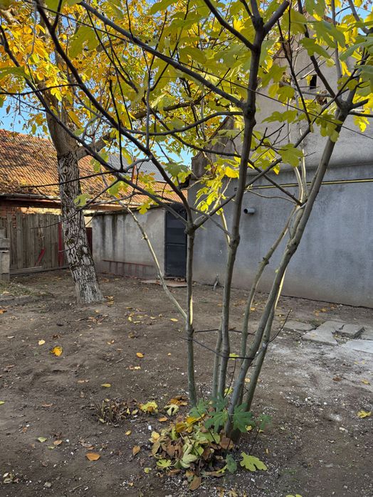 Casă de închiriat în Buziaș