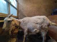 Продаю коз, молочные с козлятами 80 000 тенге