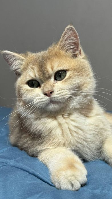 Британский котенок золотая шиншила   ау11