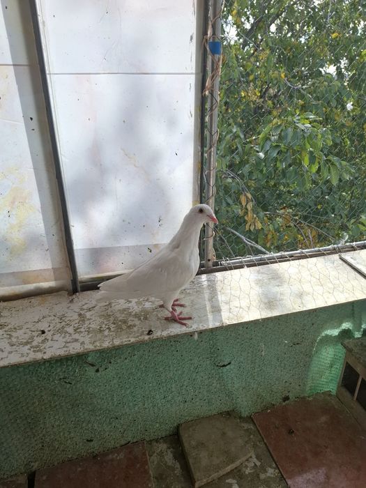 Vând porumbei voiajori sport